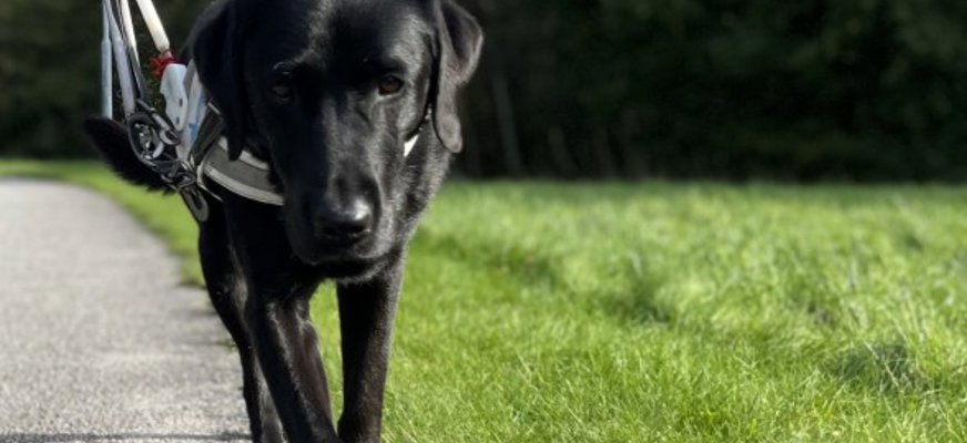 Ledarhund i arbete fotograferad framifrån. En svart labrador med vit ledarhundssele, ena framtassen lyft och blicken riktad framåt