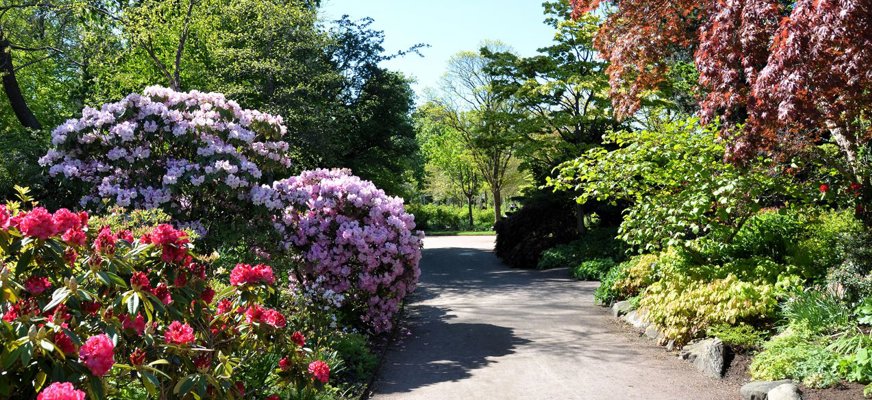 Solbelyst gångväg i Trädgårdsföreningen, omgiven av blommande rododendronbuskar och grönskande träd