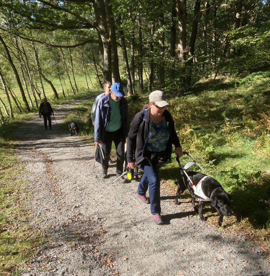 Fyra personer promenerar på en grusväg i en skog. De tre som går först har varsin ledarhund. Skogen runt omkring dem är grön och solbelyst.