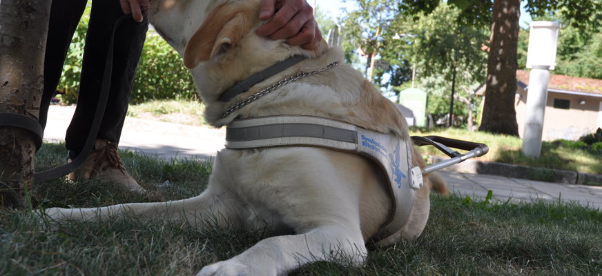 Liggande ledarhund luktar på hand