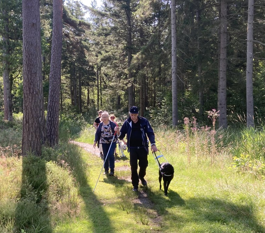 Promenaddeltagarna går på en stig genom en skog med höga tallar och täta granar. Det är en solig dag och ljuset filtreras genom träden. I förgrunden går en man med en svarta Labrador i vit ledarhundssele.