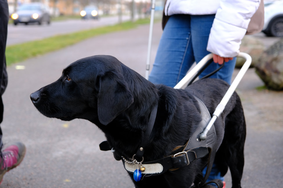 Ledarhund i tjänst