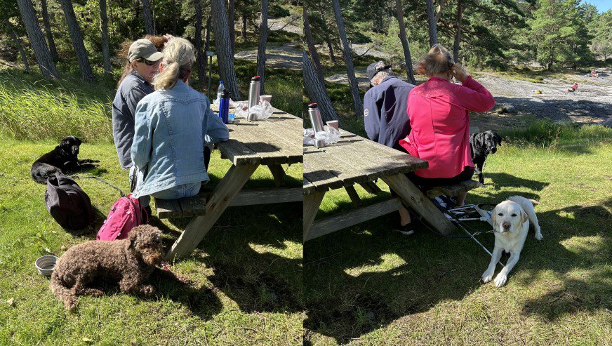 Fikapaus! En grupp personer sitter vid ett träbord som står på grönt gräs i solen. På bordet finns bland annat termosar och vattenflaskor. Fyra hundar ligger på gräset och vilar.