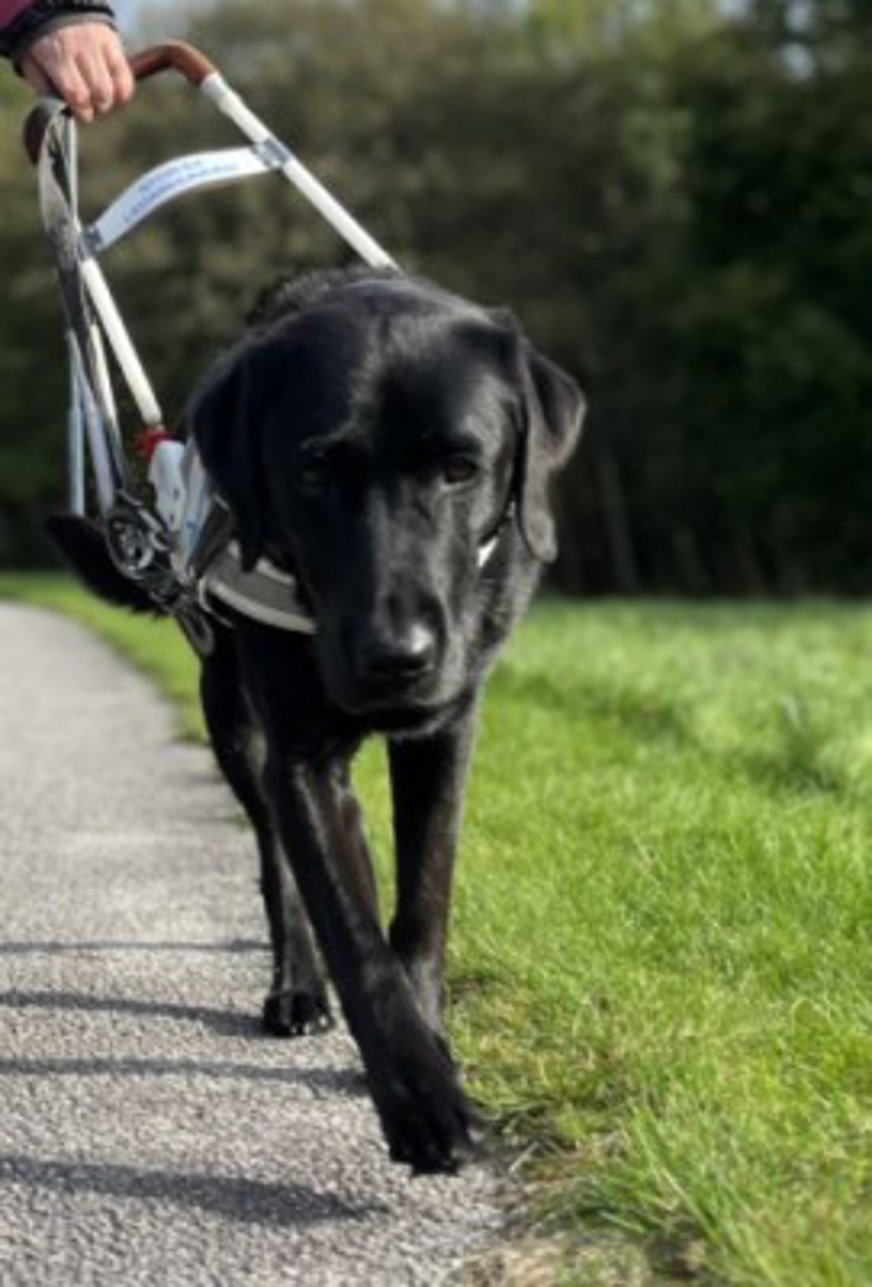 Ledarhund i arbete fotograferad framifrån. En svart labrador med vit ledarhundssele och ena framtassen lyft i ett steg framåt.