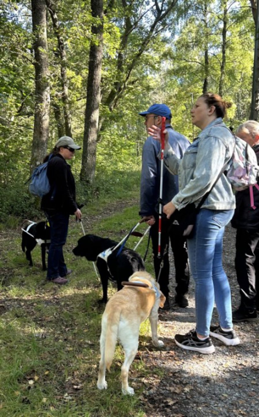 Fyra personer är ute och promenerar i en skog. De har med sig tre ledarhundar, två svarta och en gul. Personerna bär jeans och jackor och några har ryggsäckar. Skogen runt omkring är grön och lummig och det är en solig dag.