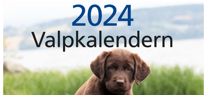 Bilden visar omslaget på Valpkalendern 2024. En brun labradorvalp sitter på en sten och tittar in i kameran.