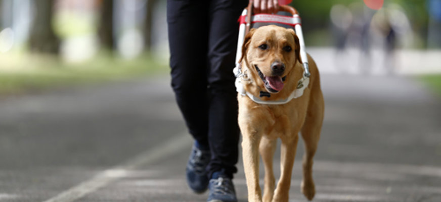 Gul labrador i sin arbetssele. Promenerar på gatan tillsammans med förare i mörka byxor som ses i halvfigur.