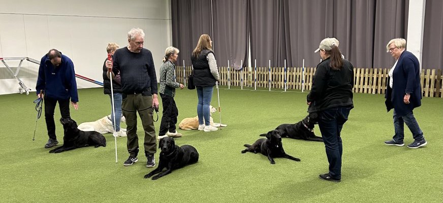 En bild från en tidigare kurs. En övning som gick ut på att alla kursdeltagare la ner sina hundar och kopplade loss. Hundarna skulle sedan ligga kvar trots diverse störningar i form av bollar och andra leksaker som rullades och kastades. De fick mycket beröm och godis.