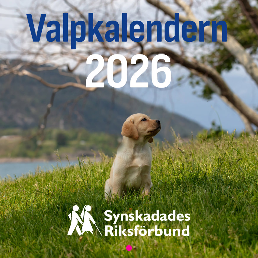 Gul ledarhundsvalp sitter på en grön gräsmatta och tittar åt sidan.Bakom valpen syns kullar och vatten.