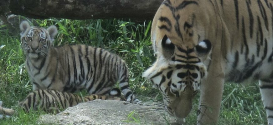 Två tigrar på Nordens Ark, en vuxen och en unge, i en naturlig miljö med gräs och en stor trädstam i bakgrunden. Den vuxna tigern är till höger och böjer sig ner mot marken, medan tigerungen sitter till vänster och tittar rakt mot kameran. Båda tigrarna har de karakteristiska orange och svarta ränderna.