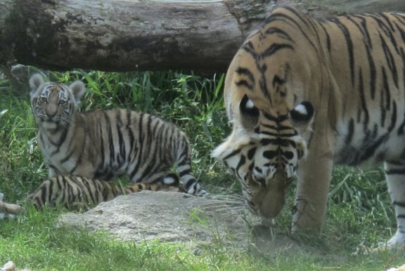 Två tigrar på Nordens Ark, en vuxen och en unge, i en naturlig miljö med gräs och en stor trädstam i bakgrunden. Den vuxna tigern är till höger och böjer sig ner mot marken, medan tigerungen sitter till vänster och tittar rakt mot kameran. Båda tigrarna har de karakteristiska orange och svarta ränderna.