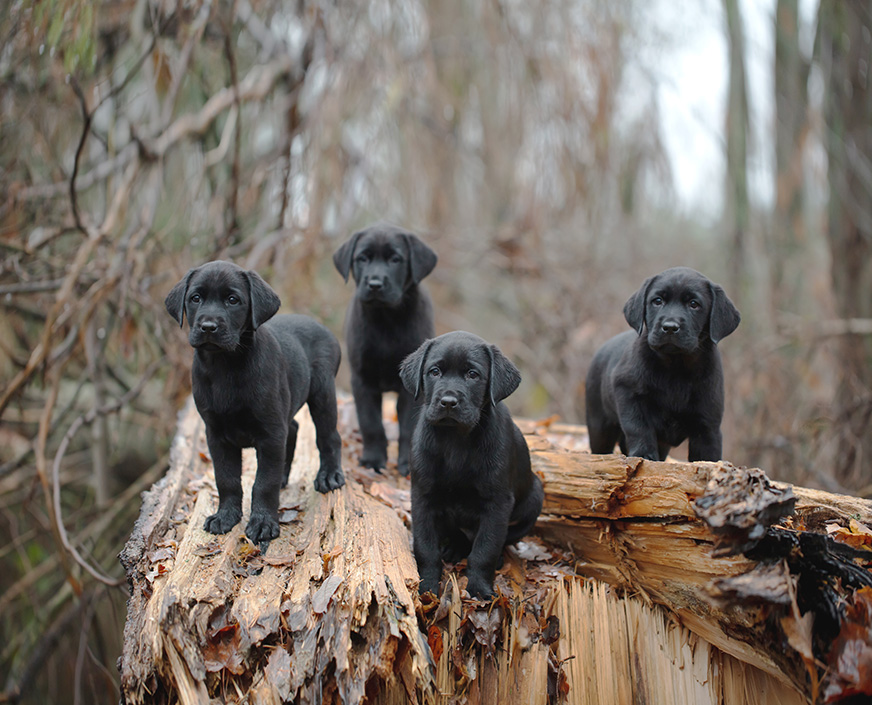 Fyra svarta labradorvalpar står tillsammans på ett fallet träd. 