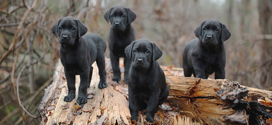 Fyra svarta labradorvalpar står tillsammans på ett fallet träd.