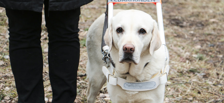 En ljus labrador i ledarhundssele, bredvid en person i mörk jacka utomhus. 