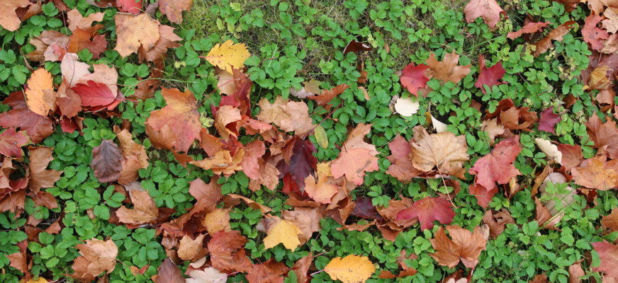 Bilden visar en höstbild med löv på marken.