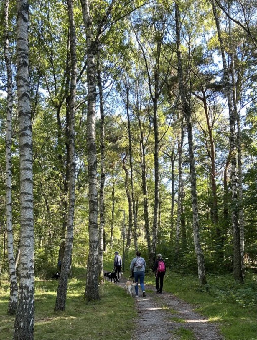 En skogsstig omgiven av höga träd med gröna löv. Det är en solig dag och solljuset skiner genom trädkronorna och skapar ett vackert mönster på marken. På stigen går tre personer, alla med ryggsäckar. Två av dem har hundar med sig. Personerna går bort från kameran, och stigen leder in i skogen.