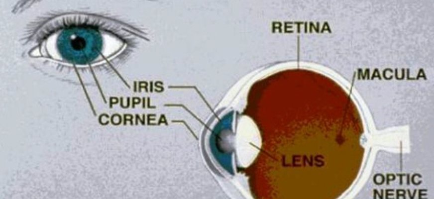 Bild på ett öga och dess olika delar Översättning: Cornea = hornhinnan; retina = näthinnan; macula = "gula fläcken"; optic nerve = synnerven