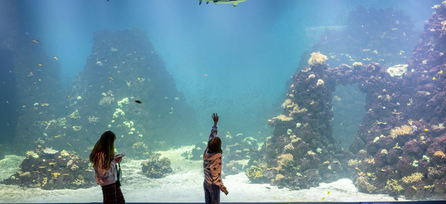 Bilden visar två barn som står framför ett stort akvarie med två hajar som simmar högt upp