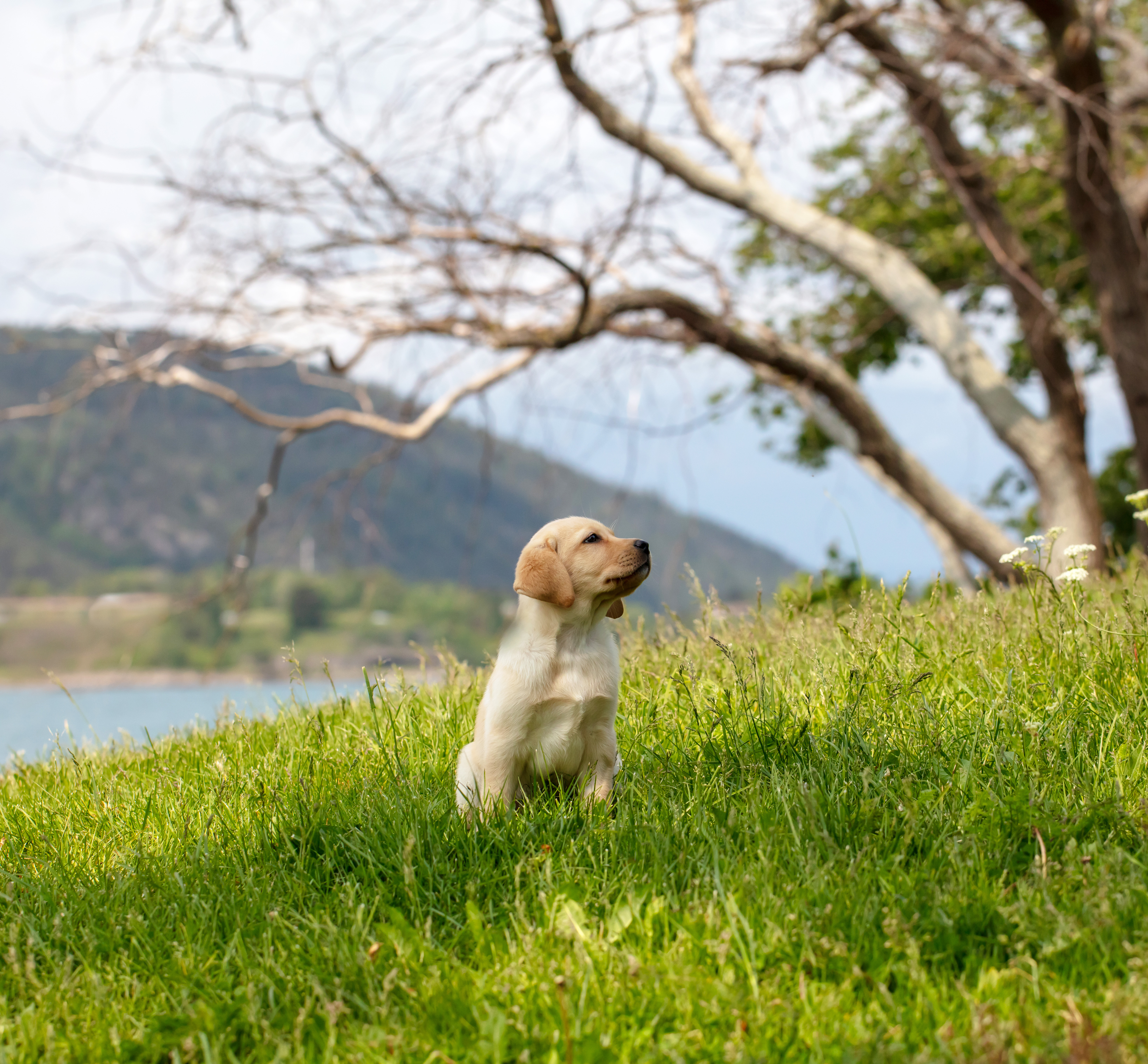En gul ledarhundsvalp sitter på en grönskande gräsmatta framför ett vattendrag. Hunden syns i profil och tittar upp mot himlen.