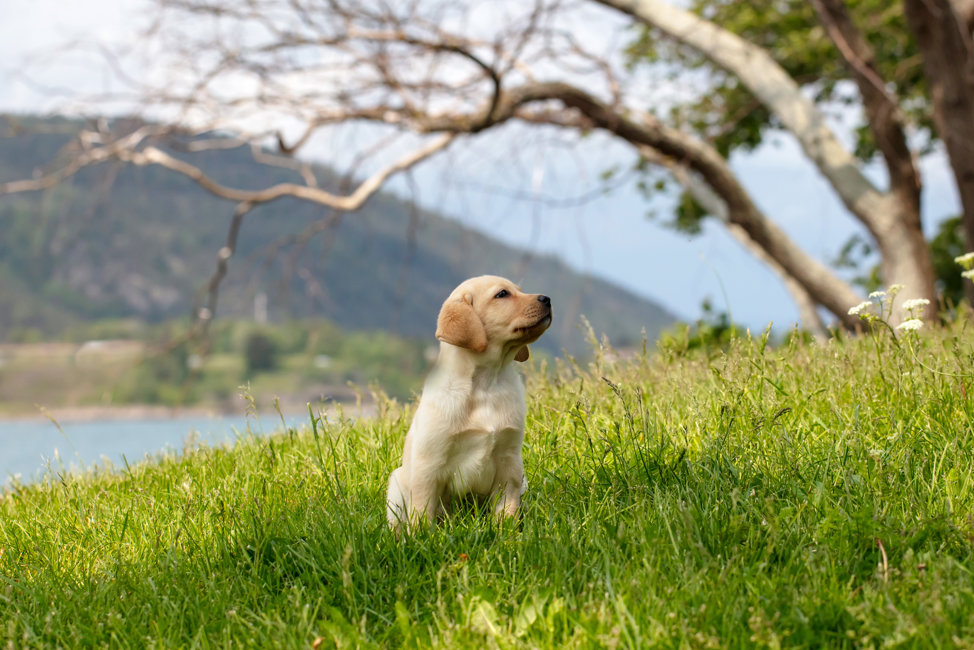 En gul ledarhundsvalp sitter på en grönskande gräsmatta framför ett vattendrag. Hunden syns i profil och tittar upp mot himlen.