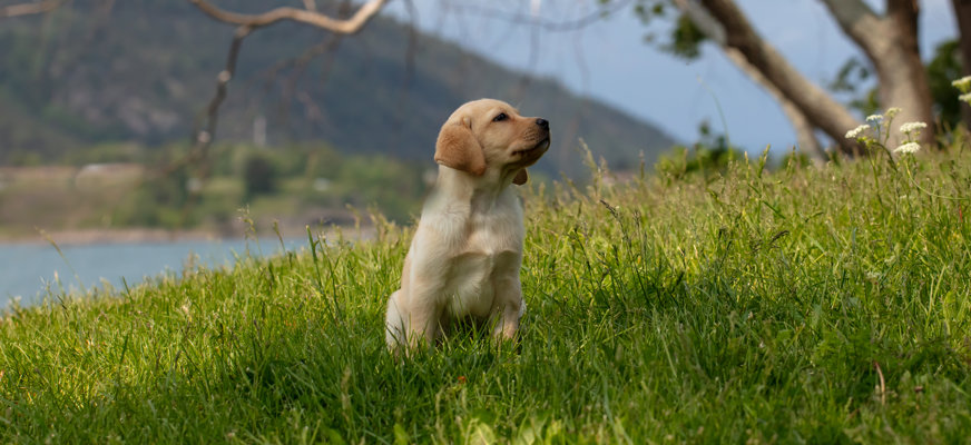 Beige labradorvalp sitter i högt gräs i sluttning. Valpen tittar åt höger i bilden, med höjd nos. I bakgrunden berg, vatten, knotiga träd.