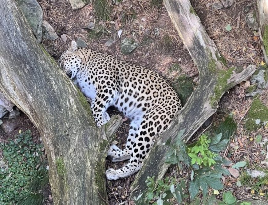 En persisk leopard ligger utsträckt på sidan och vilar.