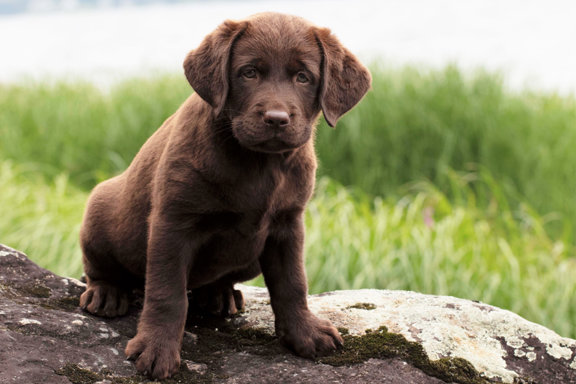 Brun Labradorvalp sitter