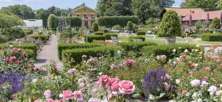 Rosarie i Trädgårdsföreningen i Göteborg, med prunkande blomsterbäddar, grusgångar och välklippta häckar, samt ett gult trähus i bakgrunden en solig sommardag.
