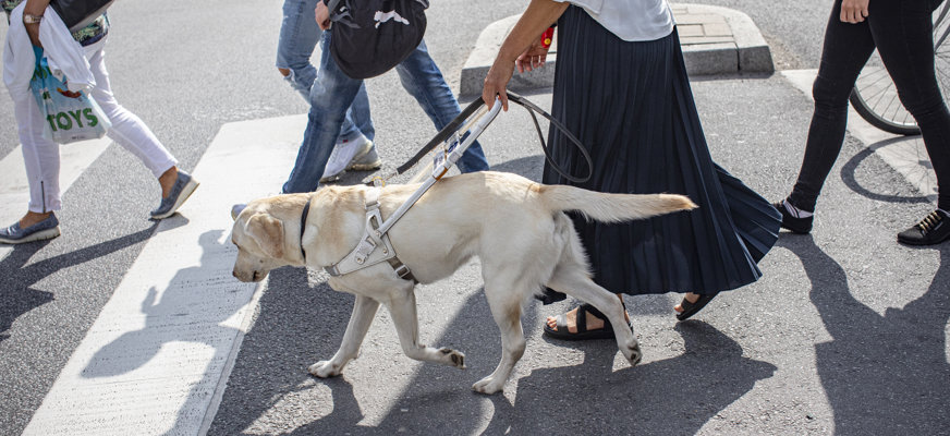 En kvinnlig ledarhundsförare går över ett övergångsställe med sin ledarhund. Andra människor går i bakgrunden.