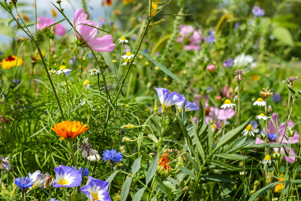 En grön sommaräng fylld med blommor av olika sorter och färger