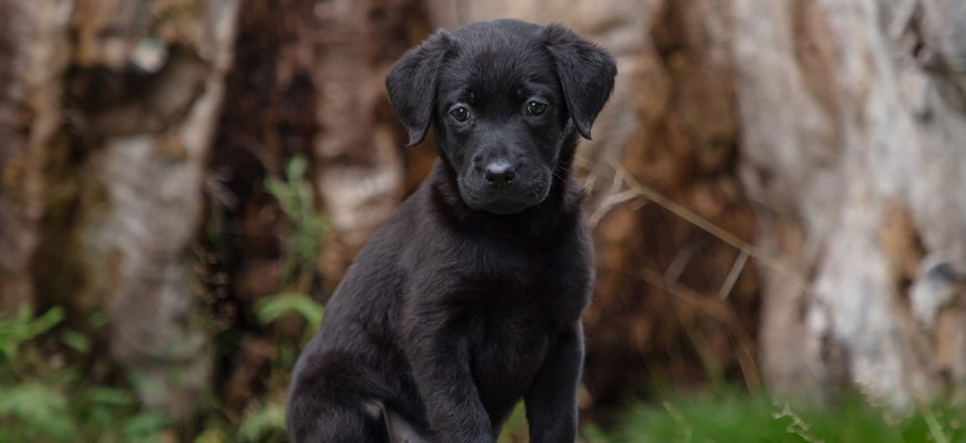 Svart labradorvalp sitter i skogsmiljö, tittar in i kameran.