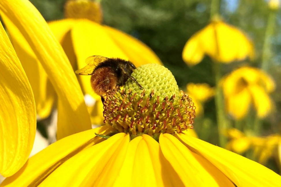 En gul blomma med stora, långa kronblad som böjer sig nedåt runt en rund, gröngul mitt, med många små, tätt sittande knoppar i orange och rött. En humla sitter lutad mot mittknoppen. I bakgrunden skymtas gula blommor, gröna växter och en blå himmel.