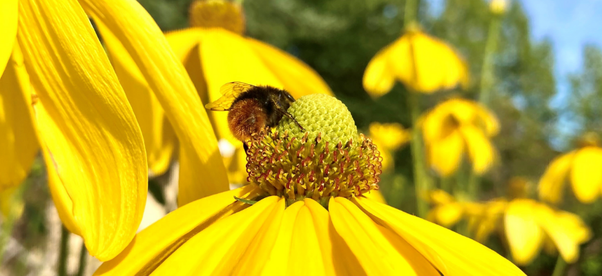 En gul blomma med stora, långa kronblad som böjer sig nedåt runt en rund, gröngul mitt med många små, tätt sittande knoppar i orange och rött. En humla sitter lutad mot mittknoppen. I bakgrunden skymtas gula blommor, gröna växter och en blå himmel.